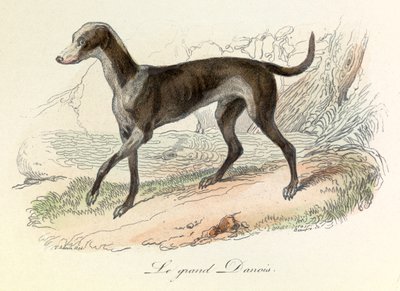 Illustrazione tratta dal libro "Opere complete di Buffon": Les animaux: Il grande danese (incisione) da Unknown artist