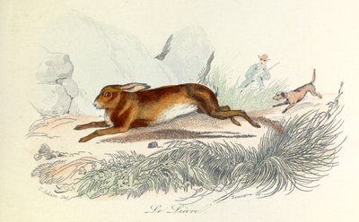 Illustrazione tratta dal libro "Opere complete di Buffon": Les animaux: La lepre (incisione) da Unknown artist