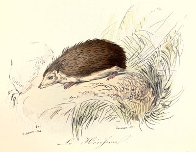 Illustrazione tratta dal libro "Opere complete di Buffon": Les animaux: Le herisson (incisione) da Unknown artist