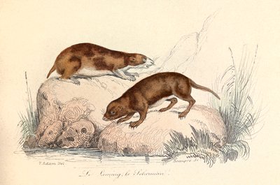 Illustrazione tratta dal libro "Opere complete di Buffon": Les animaux: Le leming et le scherman (incisione) da Unknown artist