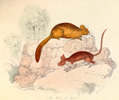 Illustrazione tratta dal libro "Opere complete di Buffon": Les animaux: Le loir et le lerot (incisione) da Unknown artist