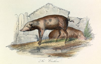 Illustrazione tratta dal libro "Opere complete di Buffon": Les animaux: Le pichon (incisione) da Unknown artist