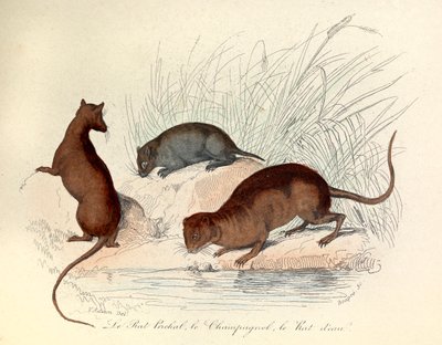Illustrazione dal libro "Opere complete di Buffon": Les animaux: Le rat perchat, le vole et le rat d