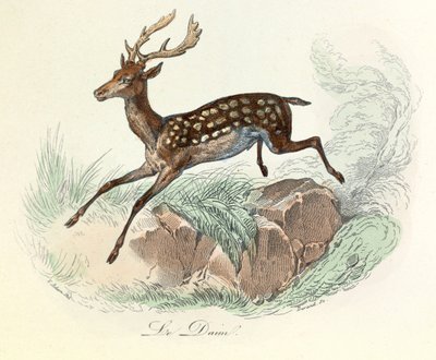 Illustrazione tratta dal libro "Opere complete di Buffon": Les animaux: Il camoscio (incisione) da Unknown artist