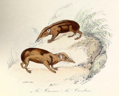 Illustrazione tratta dal libro "Opere complete di Buffon": Les animaux: Le tanrec et le tendrac (incisione) da Unknown artist