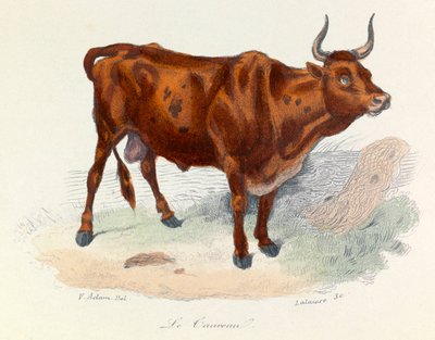 Illustrazione tratta dal libro "Opere complete di Buffon": Les animaux: Le taureau (incisione) da Unknown artist