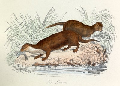 Illustrazione tratta dal libro "Opere complete di Buffon": Les animaux: Les ottres (incisione) da Unknown artist