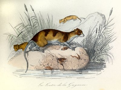 Illustrazione tratta dal libro "Opere complete di Buffon": Les animaux domestiques: La lontra della Guiana (incisione) da Unknown artist