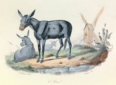Illustrazione tratta dal libro "Opere complete di Buffon": Les animaux: l