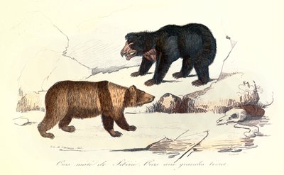 Illustrazione dell