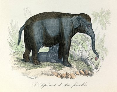 Illustrazione di una femmina di elefante asiatico dal libro di Buffon, classificata da Linneo e Cuvier (incisione) da Unknown artist