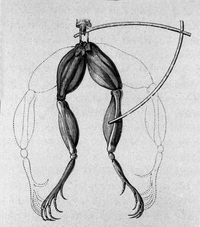 Illustrazione degli esperimenti di Luigi Galvani, fisico e medico italiano (1737 - 1798) che spiegano il passaggio della corrente elettrica che muove le zampe di una rana. da Unknown artist