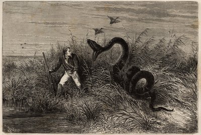 Incidente durante una caccia alle anatre nelle paludi di Pointe aux Moustiques o Pointe Macouria (Guyana francese), attacco di un boa al cacciatore in agguato. Incisione per illustrare il viaggio in Guyana francese nel 1862-1863, di Frederic Bouyer da Unknown artist