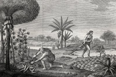 Indigeni che lavorano la terra nel bacino dell