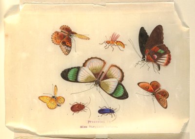 Insetti da Unknown artist