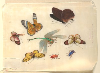 Insetti da Unknown artist