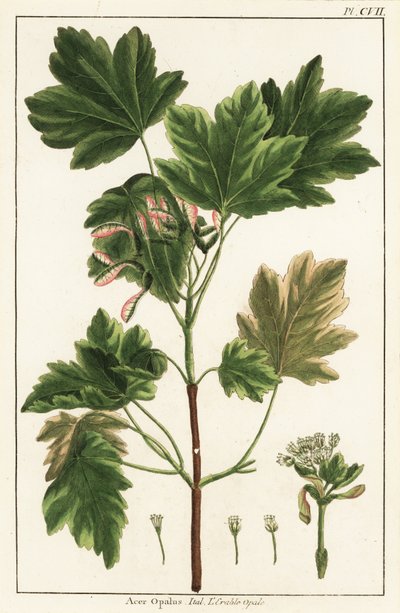 Acero italiano, Acer opalus da Unknown artist