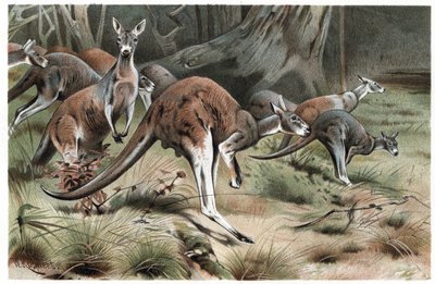 Canguro - incisione da "La vita degli animali" di Alfred Edmund Brehm da Unknown artist