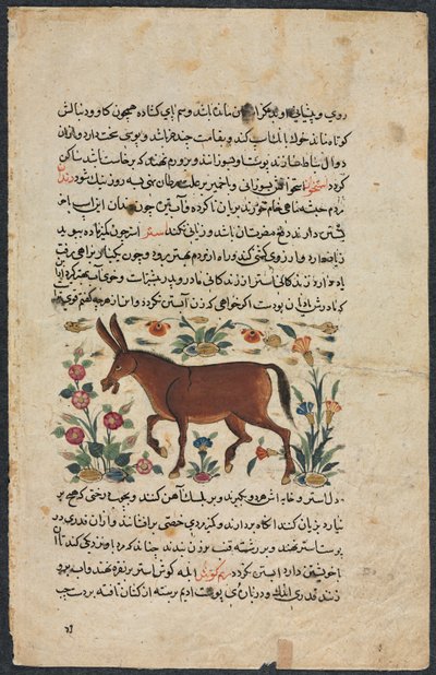 Khar (Asino), da un Nuzhat-nama-yi ala