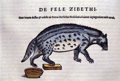 La civetta in Historia Animalium di Conrad Gesner (1516 - 1565), Tiguri da Unknown artist