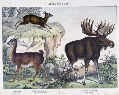 Lama, alce - in "Natural histories of mammals", ed. Schreiber da Unknown artist