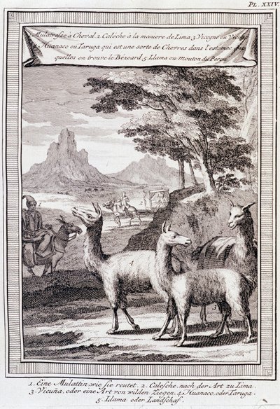 Lama del Perù - in “Viaggio storico dell