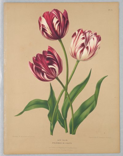 Tulipani tardivi / Bybloemen o violette da Unknown artist
