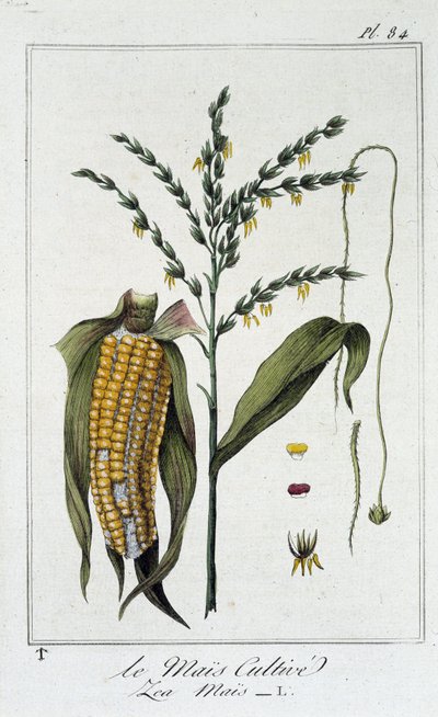 Il mais coltivato (Les Mais) - in "Exercises de botany a l