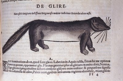 Il ghiro in Historia Animalium di Conrad Gesner (1516 - 1565), Tiguri da Unknown artist