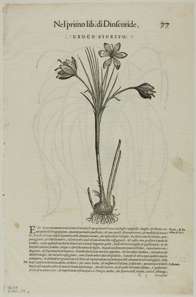 Foglia da Discorsi di Petrus Andreas Matthiolus, tavola 99 da Incisioni dai libri del XVI secolo da Unknown artist