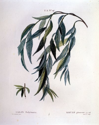 Foglia di salice piangente (Salix babylonica) da Unknown artist