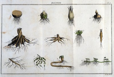 Le radici: in “Flora Francese, o una breve descrizione di tutte le piante che crescono naturalmente in Francia, disposte secondo un nuovo metodo di analisi a cui si allega la citazione delle loro virtù meno equivoche in medicina e la loro utilità in t da Unknown artist