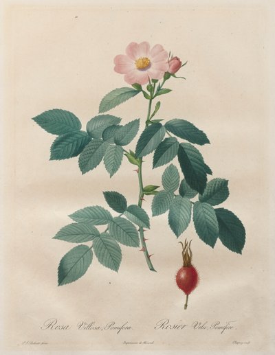 Le rose: Rosa villosa, pomifera da Unknown artist