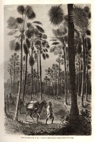 La carovana del Tenente Mage avanza verso il Niger e attraversa una foresta di palme giganti nella provincia di Damfa, Mali. Incisione per illustrare il viaggio nel Sudan occidentale del Tenente (Marina) M.Mage, nel 1863-1866, pubblicato in "Le tour du mon da Unknown artist