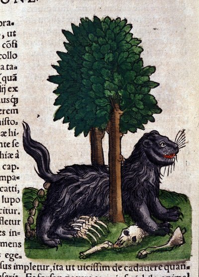 Leone. in Historia Animalium di Conrad Gesner, Tiguri da Unknown artist