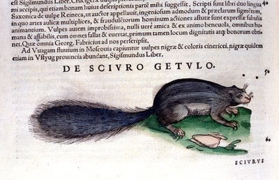 Lo scoiattolo - in Historia Animalium di Conrad Gesner (1516 - 1565), Tiguri da Unknown artist