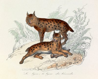 Lince e lince canadese, due mammiferi quadrupedi, classificati da Linneene e Cuvier (incisione) da Unknown artist