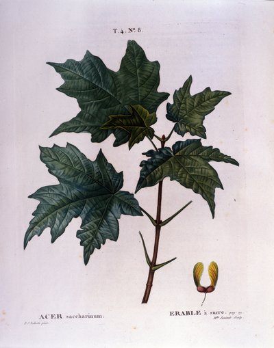 Ramo di acero. Tavola botanica da un erbario dell