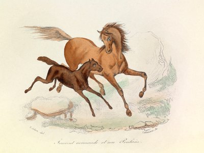 La cavalla Normande e il puledro classificati e denominati secondo la nomenclatura di Linneene e Cuvier (incisione) da Unknown artist