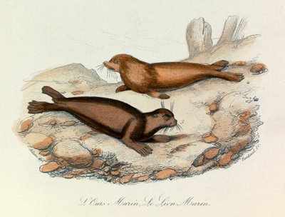 Orso e leone marini classificati secondo la nomenclatura di Linneene e la classificazione di Cuvier (incisione) da Unknown artist