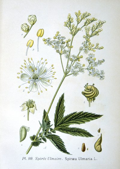 Filipendula ulmaria da Unknown artist