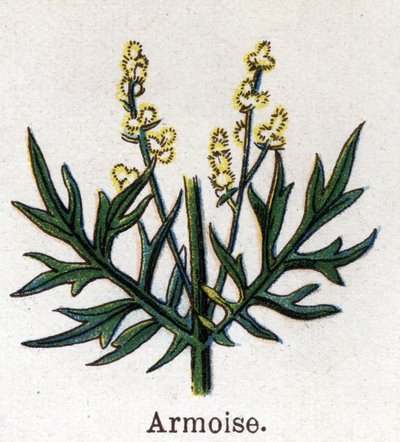 Piante botaniche medicinali e alimentari: artemisia. Incisione in 
