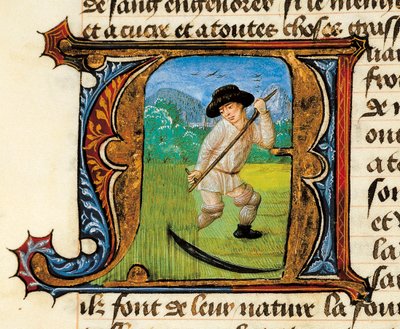 Medicina: un contadino che falcia il grano. Miniatura tratta dal Trattato di Medicina di Aldebrando di Firenze (Aldebrando) da Unknown artist
