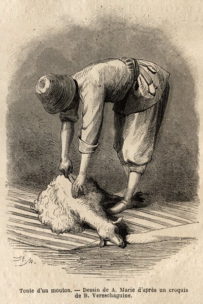 Tosatura di una pecora da parte di un giovane tartaro, a Schusha (Transcaucasia, Russia) da Unknown artist
