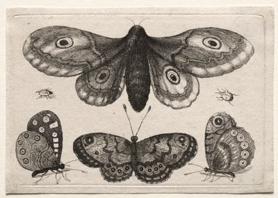 Muscarum Scarabeorum, vermiumque Variae Figure & Formae: Una Falena, Tre Farfalle e Due Scarabei da Unknown artist