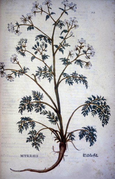 Myrrrhis Odorata Fuchs: cerfoglio muschiato - In "Storia Naturale del Cacao e dello Zucchero" da Unknown artist