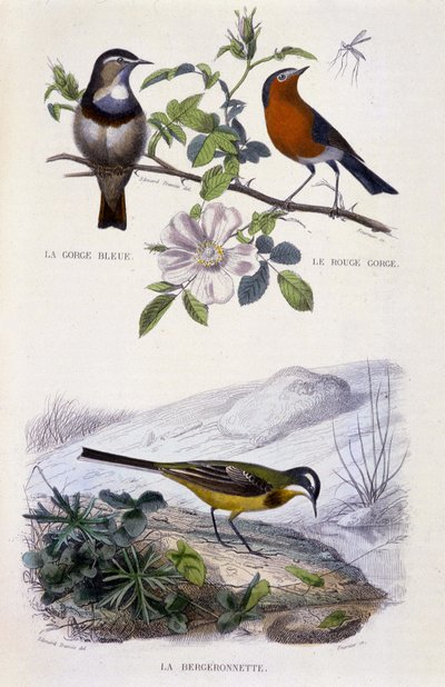 Storia naturale: Uccelli: La gorge-bleu (Gorge Bleue), le rouge-gorge (Rouge Gorge) et la bergeronnette - in “Opere di Buffon, T.5, ed. Fume Jouvet & Cie da Unknown artist