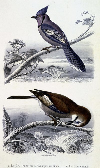 Tavola di Storia Naturale: Uccelli: La Ghiandaia Azzurra del Nord America e la Ghiandaia Comune - in "Opere di Buffon", T.5, ed. Fume Jouvet & Cie da Unknown artist