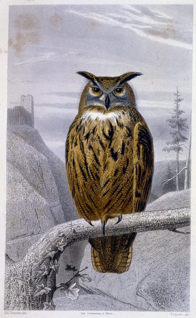 Tavola di Storia Naturale: Gufo: Il Granduca - in "Opere di Buffon", T.5, ed. Fume Jouvet & Cie da Unknown artist