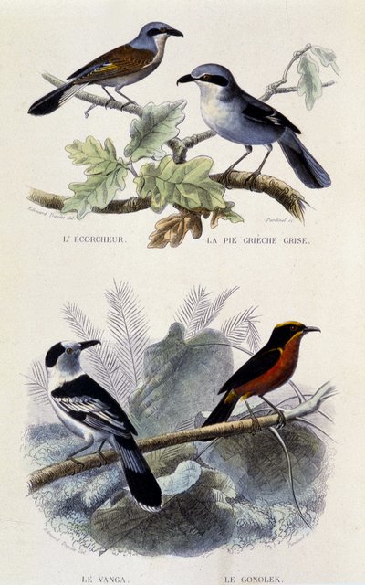 Tavola di storia naturale: Uccelli: L